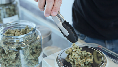 Image of a person holding tongs over cannabis